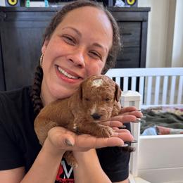 Goldendoodle Puppies from Furever Doodle