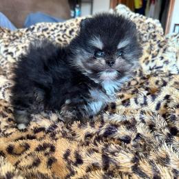 Briar - Blue and tan male Pomeranian puppy in Waterloo, Indiana from Garcias Pomeranian