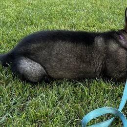 German Shepherds from United Pride  German shepherds