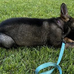 German Shepherds from United Pride  German shepherds