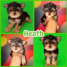 Heath - Chocolate and tan male Yorkshire Terrier puppy in Flowood, Mississippi from Prissy PawPals