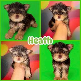 Heath - Chocolate and tan male Yorkshire Terrier puppy in Flowood, Mississippi from Prissy PawPals