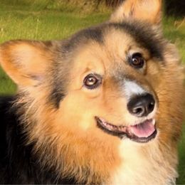 Cammi - Pembroke Welsh Corgi