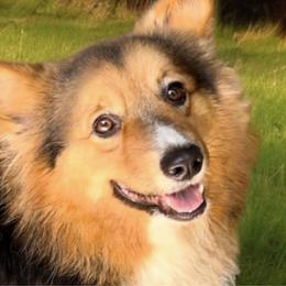 Cammi - Pembroke Welsh Corgi