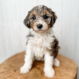 Josephine - Blue merle female Aussiedoodle puppy in Arlington, Washington from Doodle Love Laugh