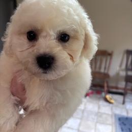 Silver - White male Bichon Frise puppy in Chatham, Illinois from Whitecreek