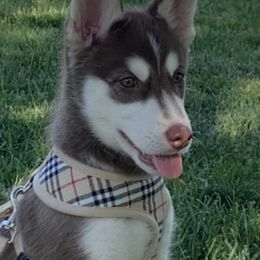 Siberian Huskies from Bella's Working husky