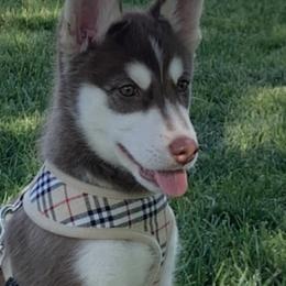 Siberian Huskies from Bella's Working husky