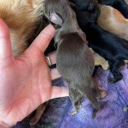 Border Collie and Dachshund Puppies from Chappell Stables