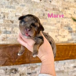 Maeve - Merle female Bernedoodle puppy in Midland, Michigan from Northern Charm Farm