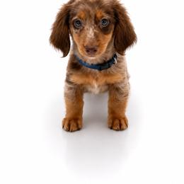 Otis - Dapple male Dachshund puppy in Illinois from William Rotsaert