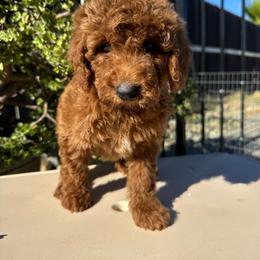 Grey - Red  male Poodle puppy in Sacramento, California from Golden doodles  Lovers