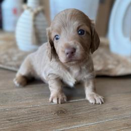 Stone - Fawn (Isabella) male Dachshund puppy in Hawley, Texas from Foxy’s Dachshunds & Toy Aussies