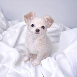 Chihuahua Puppies from Petite Pups LLC