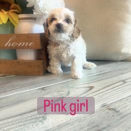 Pink - White female Cavapoo puppy in Orangeville, Utah from Julie Chandler