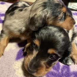 Dachshund Puppies from CC and J Dachshunds