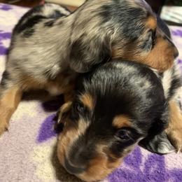 Dachshund Puppies from CC and J Dachshunds