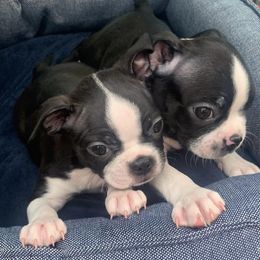 Boston Terriers from Little Rascals