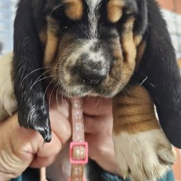 Basset Hound Puppies from Bleus Bassets