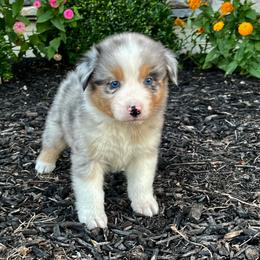 Baxter - Blue merle male Australian Shepherd puppy in Loda, Illinois from Pilcher Farms