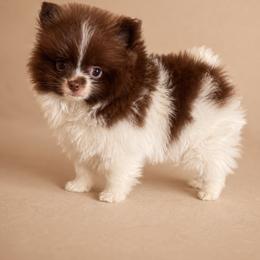 Pomeranian Puppies from Perkins Poms
