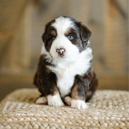 Kelly - Red tri female Miniature Australian Shepherd puppy in Pocatello, Idaho from R Heart Mini Aussies