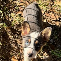 Poison ivy - Blue female Pembroke Welsh Corgi puppy in Millsap, Texas from Punchy Pembroke Ranch