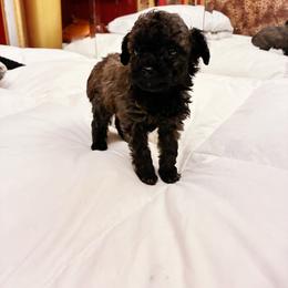 Diomedes - Brown female Poodle puppy in Jersey City, New Jersey from Tuts Pups Cafe