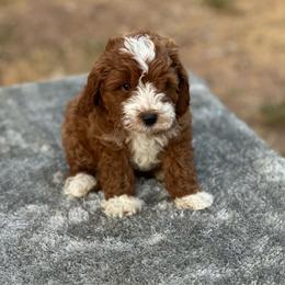 Boy 1 - Red  male Goldendoodle puppy in Cuero, Texas from Firestorm Kennel
