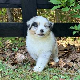 Paddy - Blue merle male Australian Shepherd puppy in Celina, Tennessee from CumberlandRidge Australian Shepherds