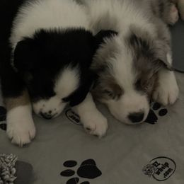 Australian Shepherd Puppies from Bedtime Story Australian Shepherds