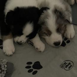 Australian Shepherd Puppies from Bedtime Story Australian Shepherds