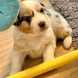 Susie - Blue merle female Australian Shepherd puppy in Ashland, Ohio from SS Australian Shepherds