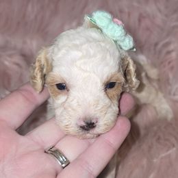 Bonnie - Buff and white female Cockapoo puppy in Lebanon, Kentucky from Mosaic Merle Doodles