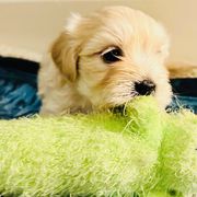 Shichon Puppies from Great Lakes Teddy Bear Dogs