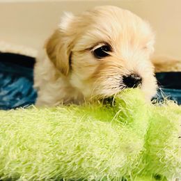 Shichon Puppies from Great Lakes Teddy Bear Dogs