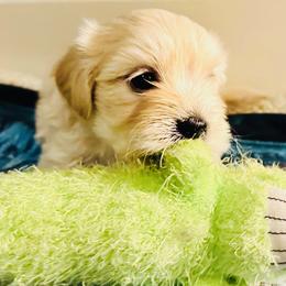 Shichon Puppies from Great Lakes Teddy Bear Dogs