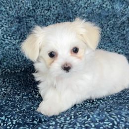 Maltese from Cozy  Maltese Puppies