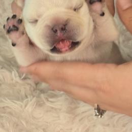 French Bulldog Puppies from Diamond Dreams French Bulldogs