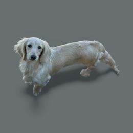 Debbie - Dachshund