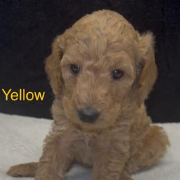 Yellow - Apricot female Assorted Doodle Crosses puppy in San Jacinto, California from Goldens and Doodles