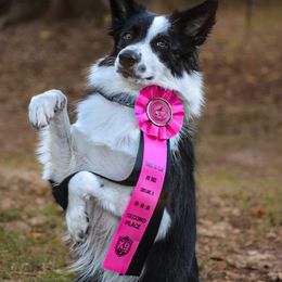 Border Collie Puppies from Lone Wolf Ranch