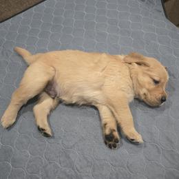 Blue Collar - Golden male Golden Retriever puppy in El Dorado Hills, California from Asperheim Golden Retriever Puppies
