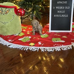 Goldendoodle Puppies from Coastal Georgia Exotics