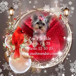 Boston Terrier, Maltese, Morkie, and Yorkshire Terrier All Grown Up from Malteseuluv’s Tiny Treasurers
