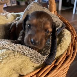 Girl 4 - female Dachshund puppy in Iredell, Texas from The Bloomin Dachshund