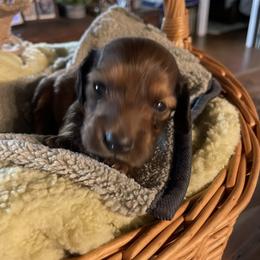 Girl 4 - female Dachshund puppy in Iredell, Texas from The Bloomin Dachshund
