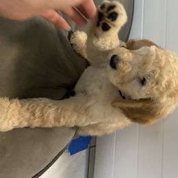 Goldendoodle Puppies from Jeanbeans Doodles