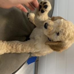 Goldendoodle Puppies from Jeanbeans Doodles