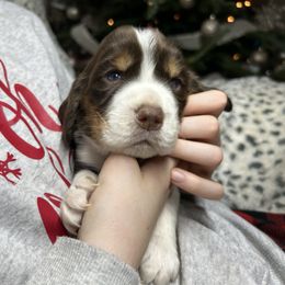 Caleb - Liver white and roan male English Springer Spaniel puppy in Battle Creek, Michigan from Eden Springer Spaniels